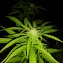 The Garden of Weeden
