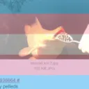 Koi Pog