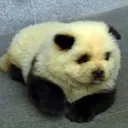 DOG THAT LOOKS LIKE A PANDADOG THA TLOOKS LIKE A PANDA BEAR DOG THA TLOOKS LIKE A PANDA