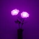 purple roses    Discord Server Icon