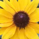 tiktok audio share's icon