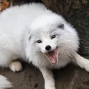Fox cult