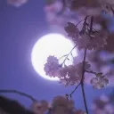 𝙖 𝙨𝙞𝙡𝙚𝙣𝙩 𝙢𝙤𝙤𝙣 ┊