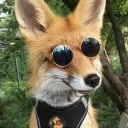 🦊PORÃO DO RAPOSO