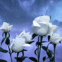 𝕯𝖆𝖗𝖐𝖊𝖓𝖊𝖉 𝕷𝖆𝖎𝖗 Discord server icon