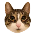 BBQSauz discord thing