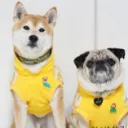 INU Gaming