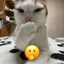 🐱 The Neko Zone ✔