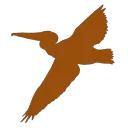 brown pelicans server