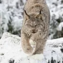 LYNX®