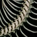 Vitium⁶⁶⁶ Discord Server Icon