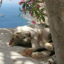 Amai Discord server icon