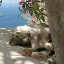 Amai