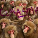 Clava simia