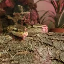 The Wandering Snek Den