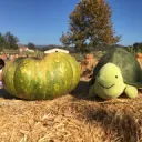 Mr.Turtle’s Swamp
