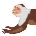 Half A Monkey