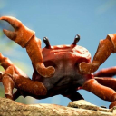 Crabby's Beach