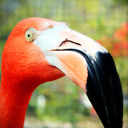 MINGO LAND icon