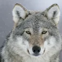 RawrBot Official