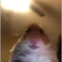 | Hamster | Support |