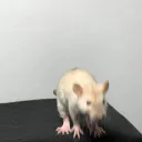 The Rat Tunnels