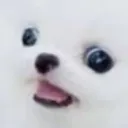 Cool Dog Archive Server