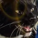Tiddles Cult