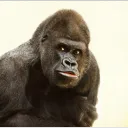 Gorilla Tag日本人集まれ！