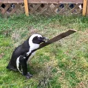 のいえのいえ