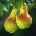 Pear Cult Discord server icon