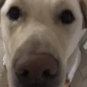 one image of my dog a day
