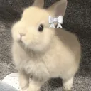 rabbit hole