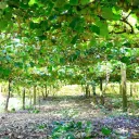 The Orchard