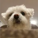 Rat's Discord Server