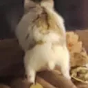 shpooboo's cabin