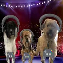 three dogs a lot of people