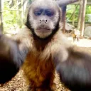Monkey Gang