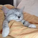 Girls' Pillow Fortress