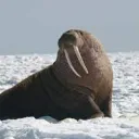 Walrus Leauge!