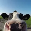 The Pasture
