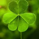 Save Our Irish Liberty