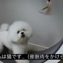 いろ鯖