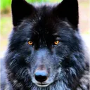 +18 Wolf's Den