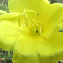 California Native Flora