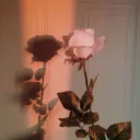 𝚅𝚡𝚗𝚌𝚊'𝚜 𝙰𝚎𝚜𝚝𝚑𝚎𝚝𝚒𝚌 𝚂𝚎𝚛𝚟𝚎𝚛