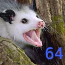 Possum64