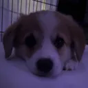 hi