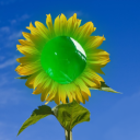 The Sunflower Jades