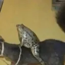 sapo jinete